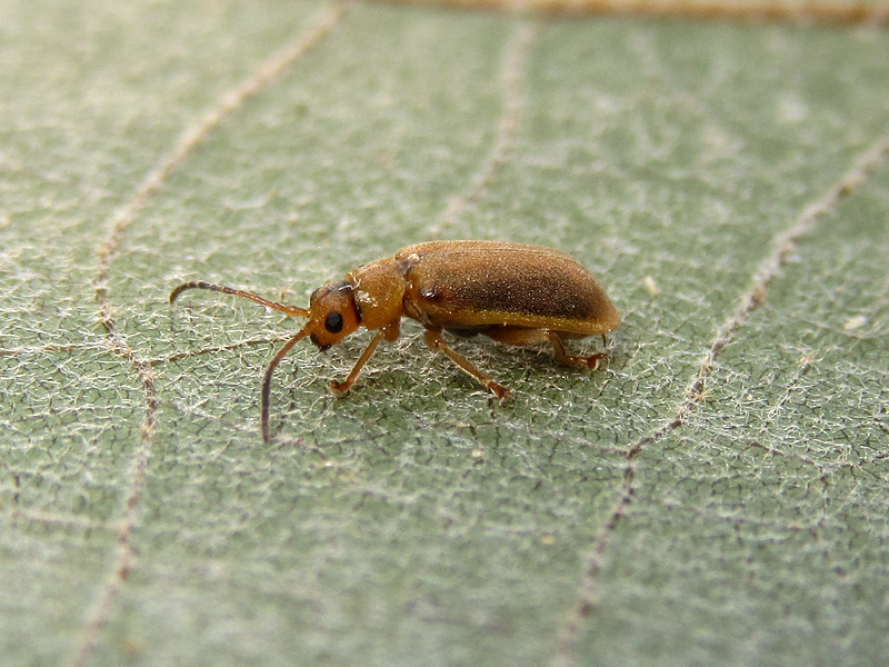 Chrysomelidae - Galerucinae ?? Sì, Galerucella sp.
